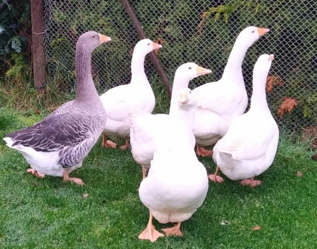 Gänse Weiss und grau