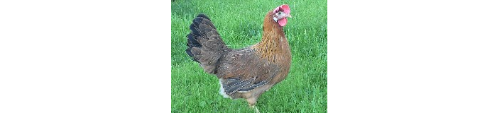 Italienerkreuzung rebhuhnfarbig