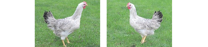 Italienerkreuzung silberfarbig