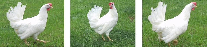 Weiße Leghornhybride